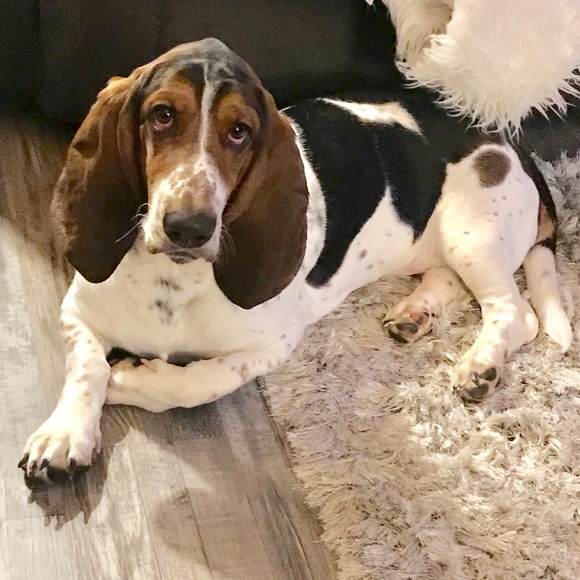 Meet your Posher, Lauren - Picture 1 of 1